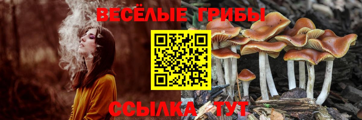 Пятигорск  Галлюциногенные грибы Cubensis  Галлюциногенные грибы Psilocybine cubensis  Вход с VPN 